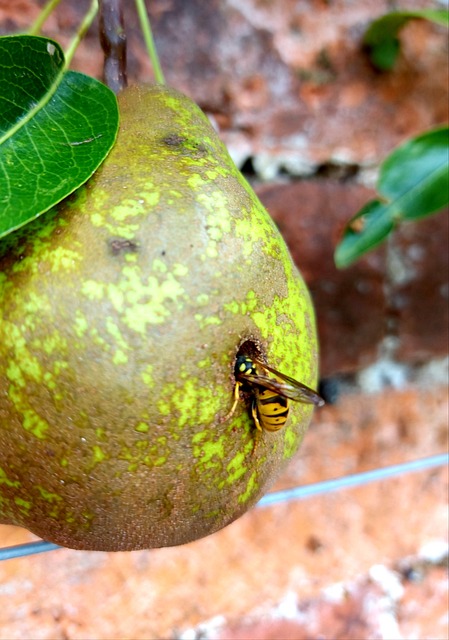 Free Pear Wasp photo and picture