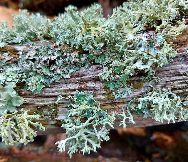 Free Lichen Decay photo and picture