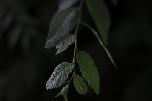 Bladeren, Groene Bladeren, Plantaardige