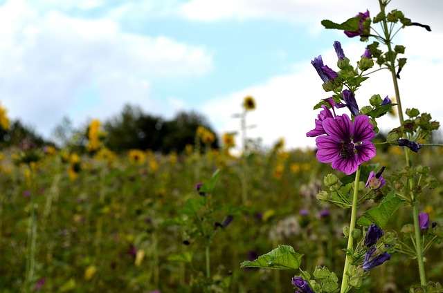 Katost, Blomst, Blomstereng, Eng, Vild