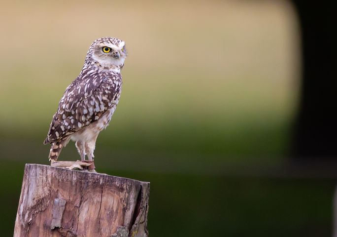 小さいフクロウu0026フクロウに関する10以上の無料写真