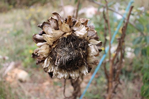 Free Artichoke Flower photo and picture