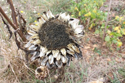 Free Artichoke Dry photo and picture