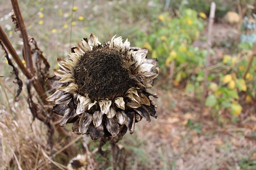 Free Flower Dried photo and picture