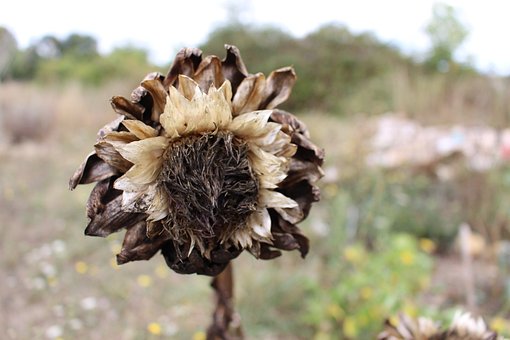 Free Artichoke Faded photo and picture