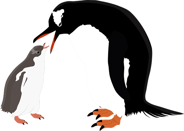Download free HD stock image of Gentoo Penguin Penguins Free gentoo penguin penguins gentoo illustration
