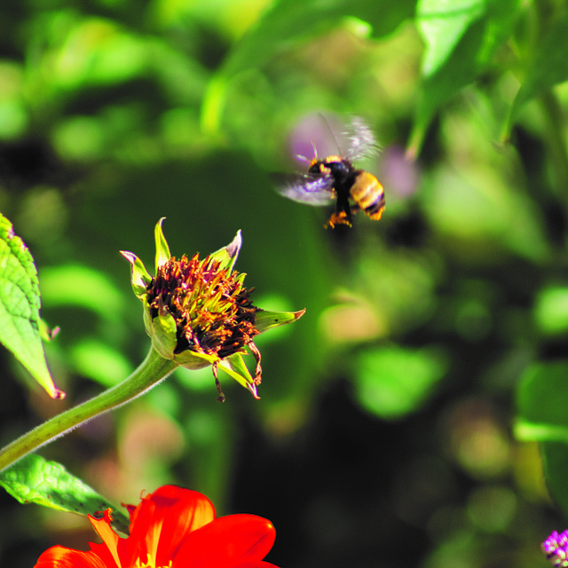 Free Bee Insect photo and picture