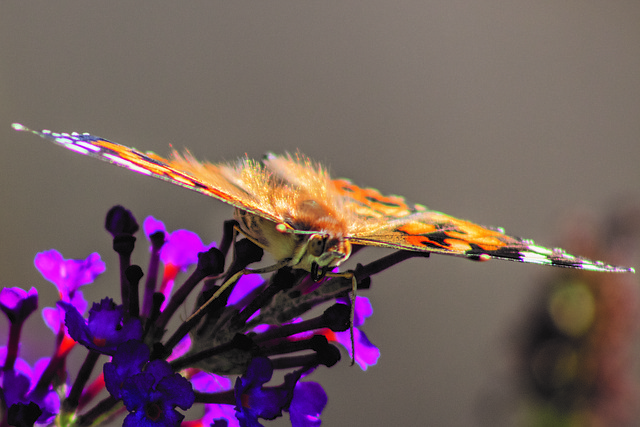 Free Moth Butterfly photo and picture