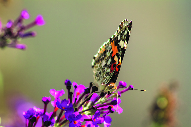 Free Butterfly Flowers photo and picture