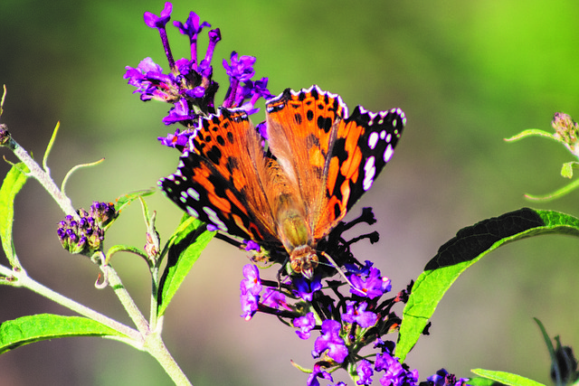 Free Butterfly Flower photo and picture
