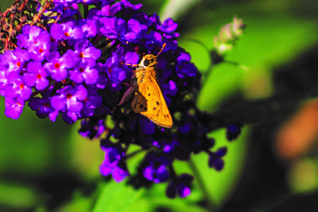 Free Moth Flower photo and picture