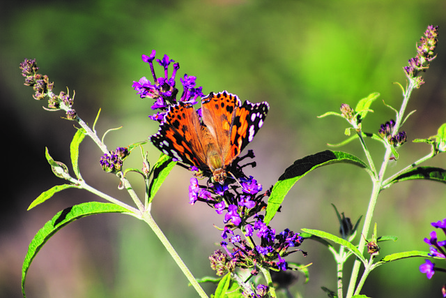 Free Pollination Butterfly photo and picture