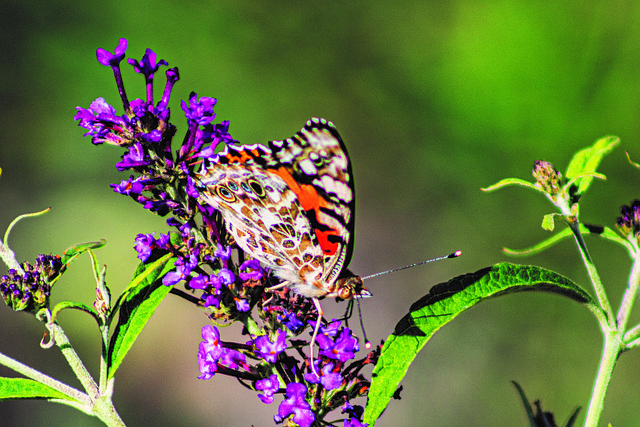 Free Butterfly Flower photo and picture