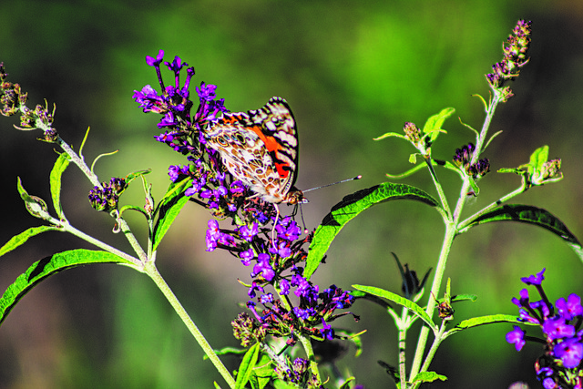 Free Butterfly Flower photo and picture