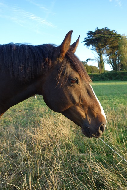 Free Horse Equine photo and picture