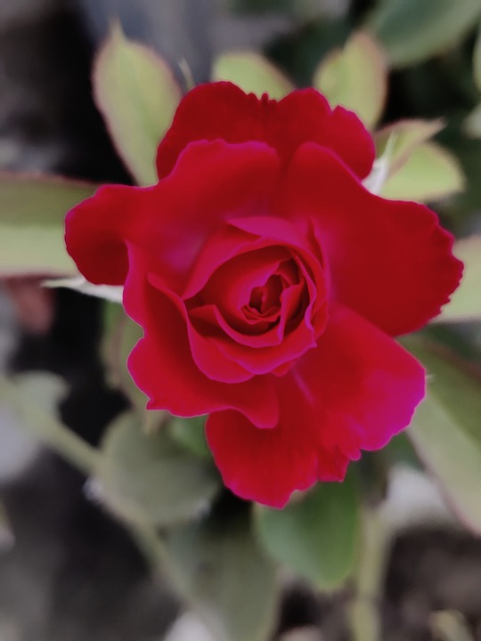 Rose ๐น Schรถne Blรผtenblรคtter - Kostenloses Foto auf Pixabay - Pixabay