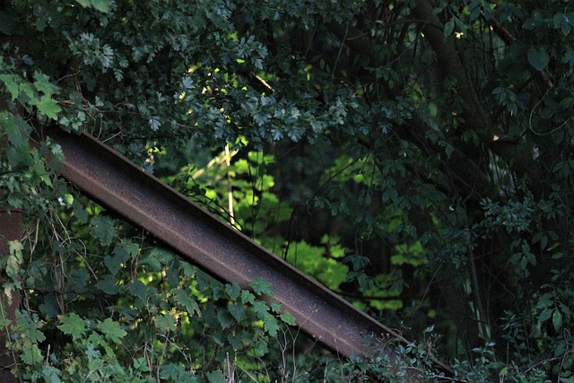 Kasten, Woud, Rails, Groente, Hout