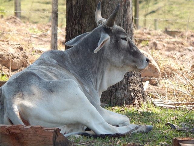 Free Boi Animal photo and picture