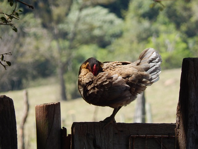 Free Galinha Galo photo and picture