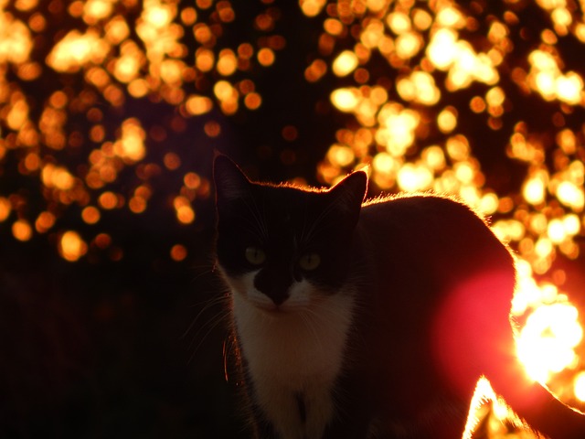 Free Cat Gato photo and picture