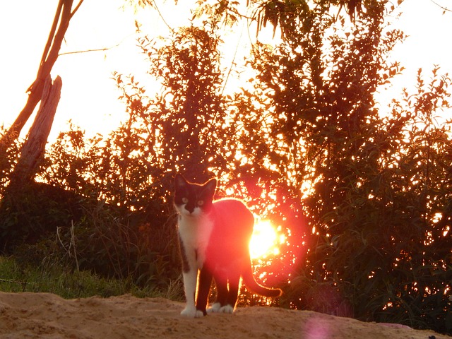 Free Cat Animal photo and picture