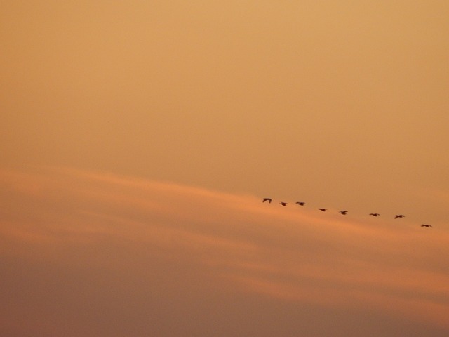 Free Céu Passaros photo and picture