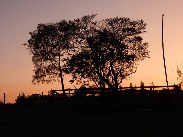 Free Ceu Arvore photo and picture