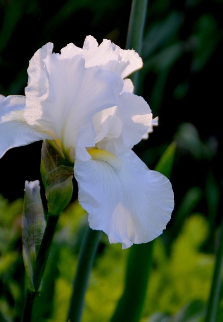 Free Flower Flower Wallpaper photo and picture