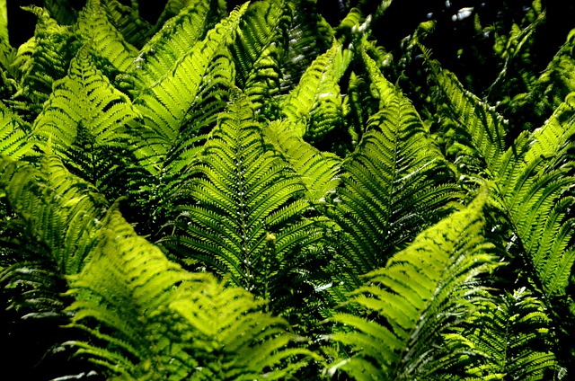 Free Ferns Woodland photo and picture