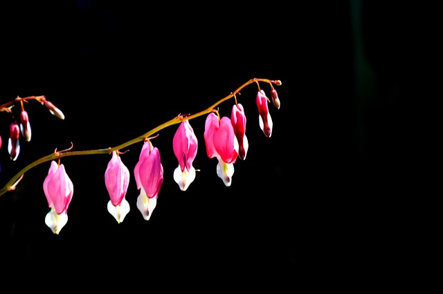 Free Flowers Bleeding Heart photo and picture