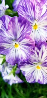 Free Flowers Garden photo and picture