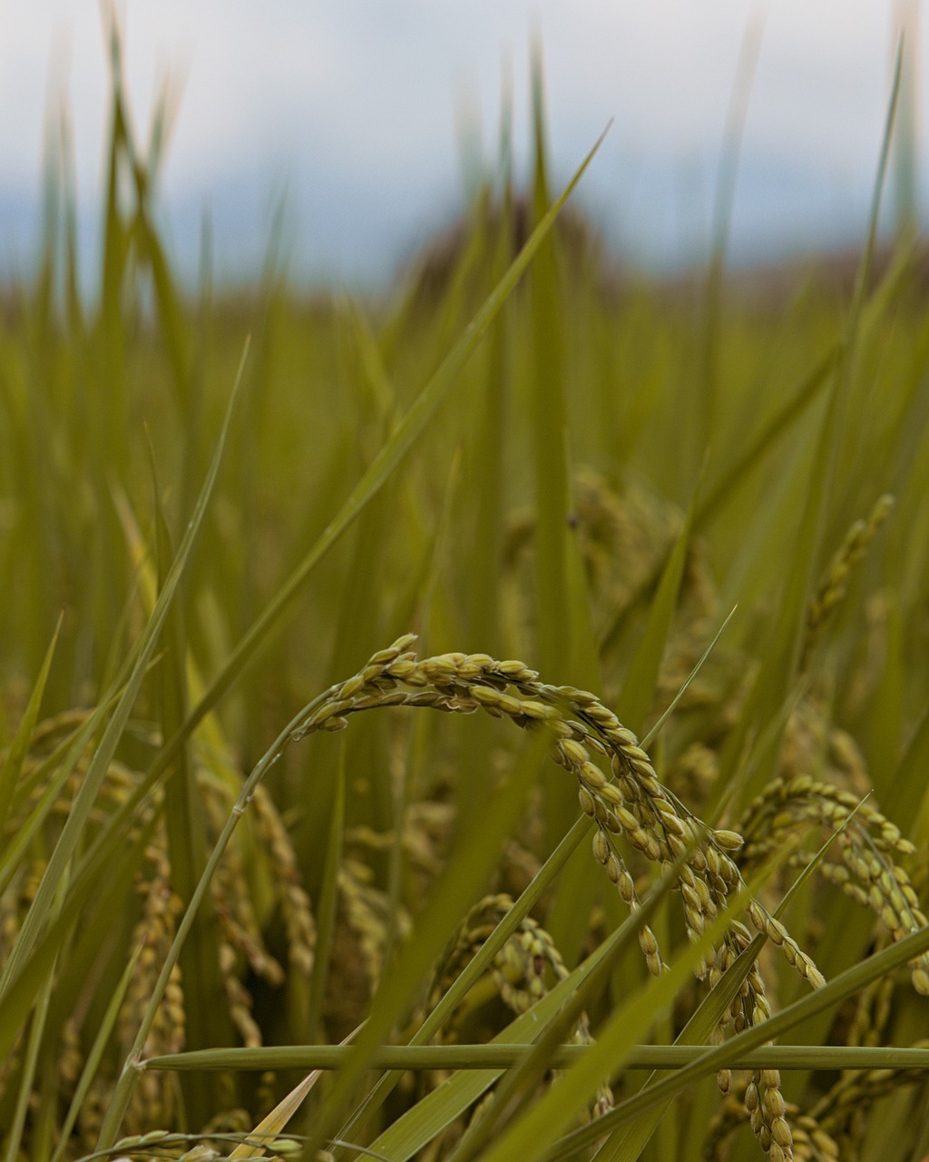 Grain Rice Field Free photo on Pixabay Pixabay