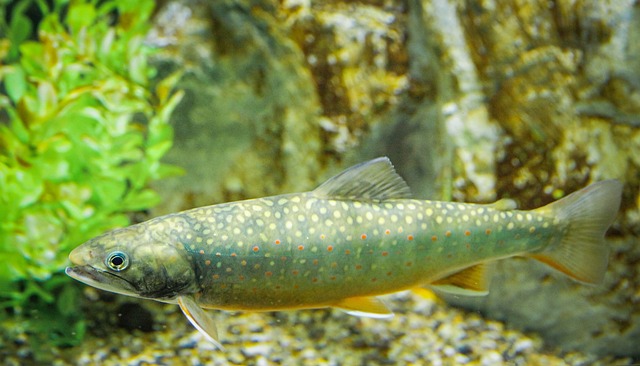 鱒 魚 川マス - Pixabayの無料写真 - Pixabay