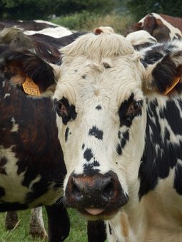 Vacă, Rumegătoare, Mamifer, Animale