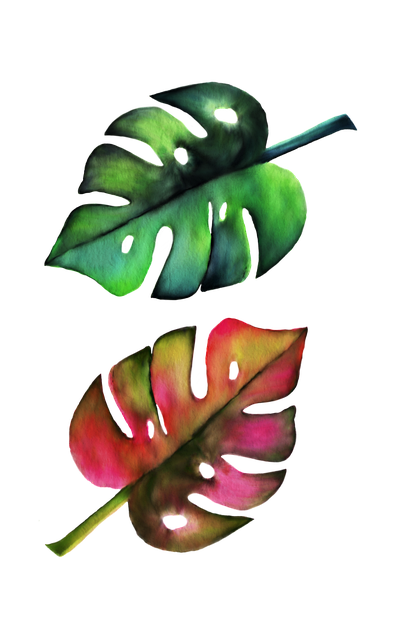 Monstera Blader, Natur, Blader