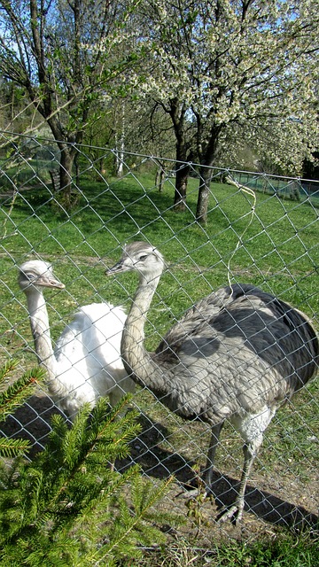 Free Bird Ostrich photo and picture