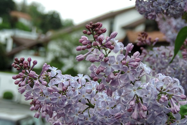 Free Lilac Buddleia photo and picture