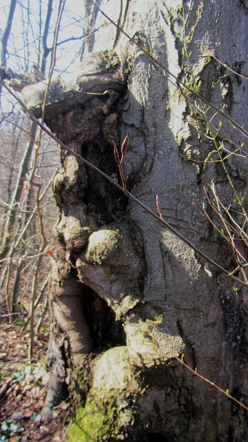 Free Tree Trunk Tree photo and picture