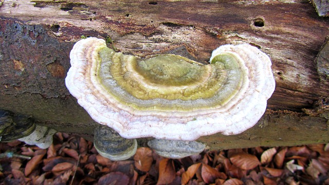 Free Mushroom Forest photo and picture
