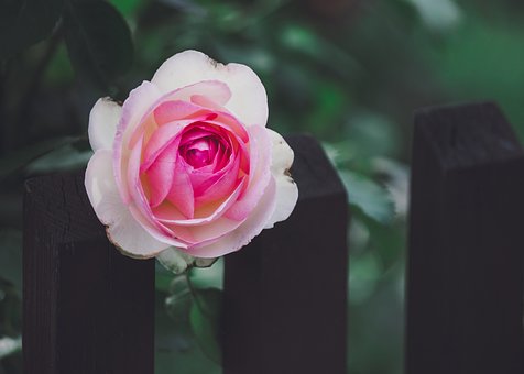 Rosa, Pétalos, Flor, Valla, Flora