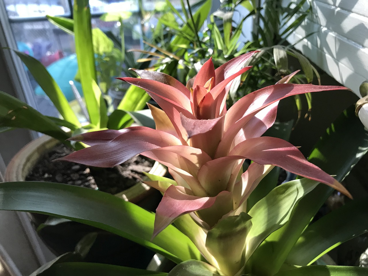 凤梨 花 室内植物 - Pixabay上的免费照片 - Pixabay