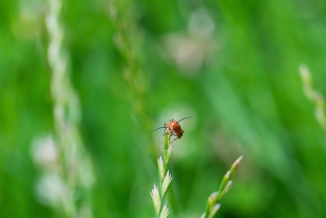 Free Soldier Beetle Beetle photo and picture