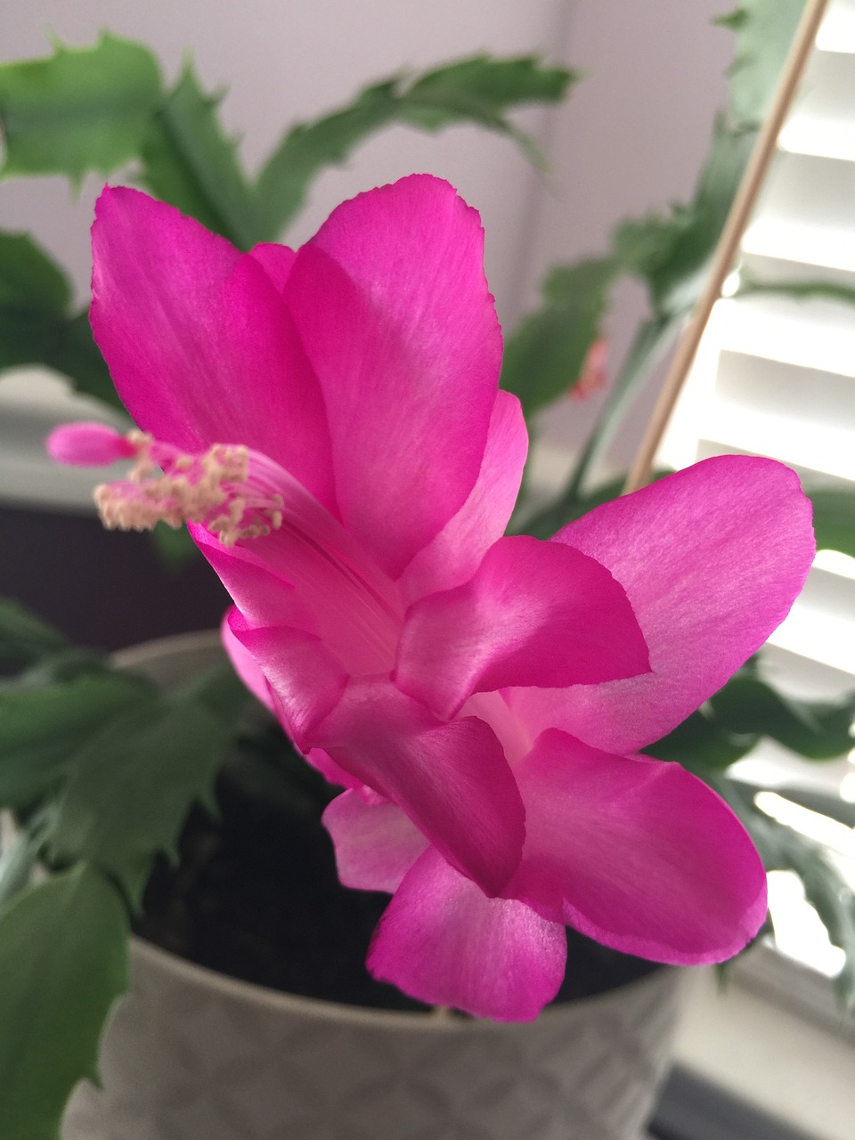 Xmas Plant Christmas Bloom Free photo on Pixabay Pixabay