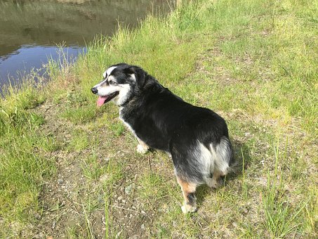 Câine, Animale, Corgi, Căţeluş, Natura