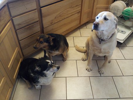 Puii, Câine, Animal De Companie, Căţeluş
