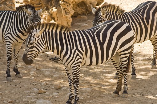 Zebre, Zebre De Câmpie, Animale