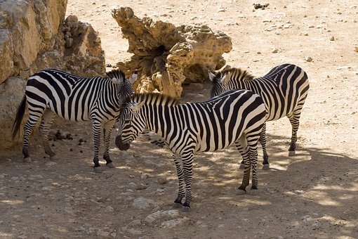 Zebre, Zebre De Câmpie, Animale