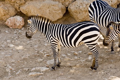 Zebre, Zebre De Câmpie, Animale