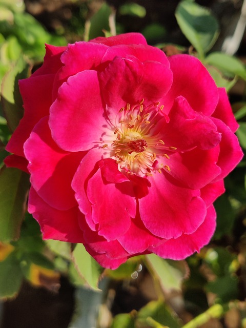 Rose, Rote Rose, Blume, Blütenblätter