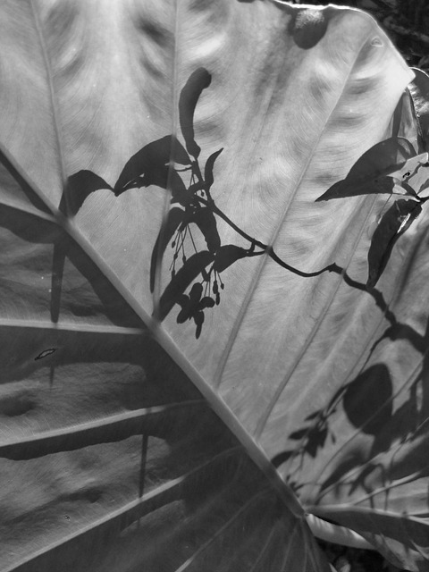 Free Monochrome Shadows photo and picture